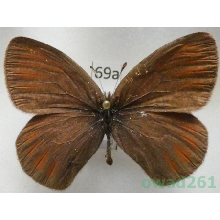 Erebia radians uzungyrus Churkin & Tuzov, 2000 Kyrgyzstan69a